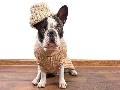 Französische Bulldogge Kleidung Vorschaubild