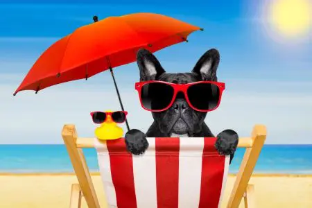 Französische Bulldogge Sommer Vorschaubild