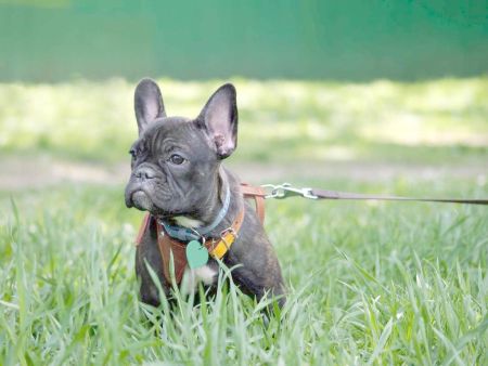 französische Bulldogge mit Hundegeschirr Vorschaubild