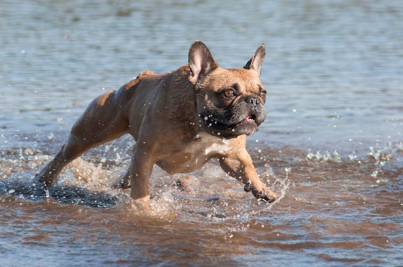 Französische Bulldogen lieben Wasser