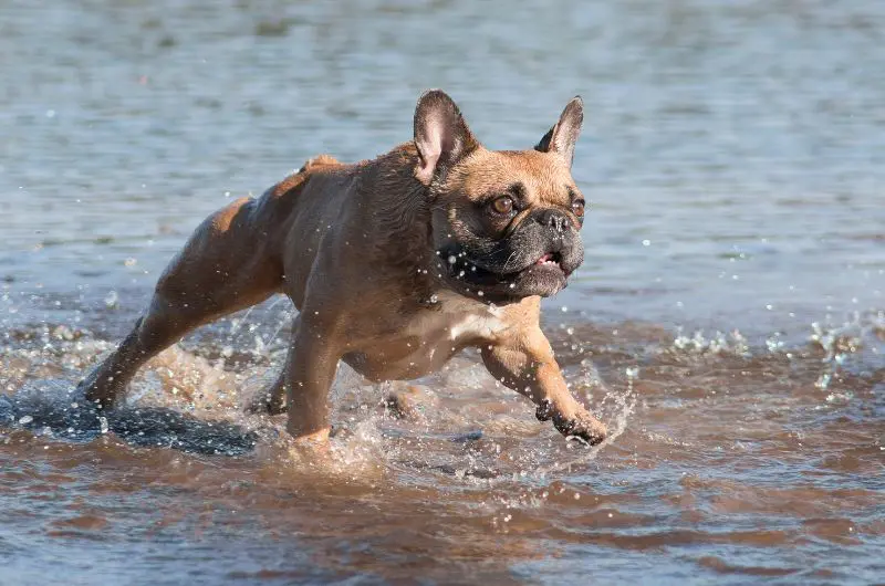 Französische Bulldogen lieben Wasser